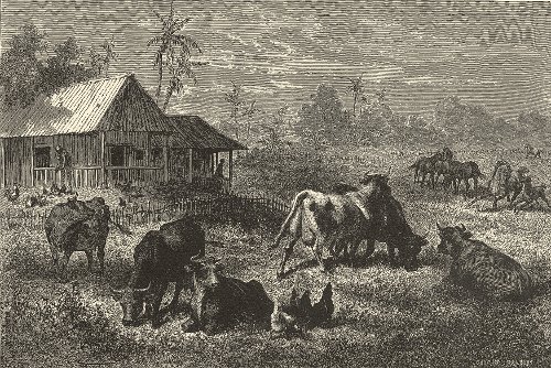 Finca en tierra caliente. Grabado de Charles Saffay. Viaje a la Nueva Granada, 1869.